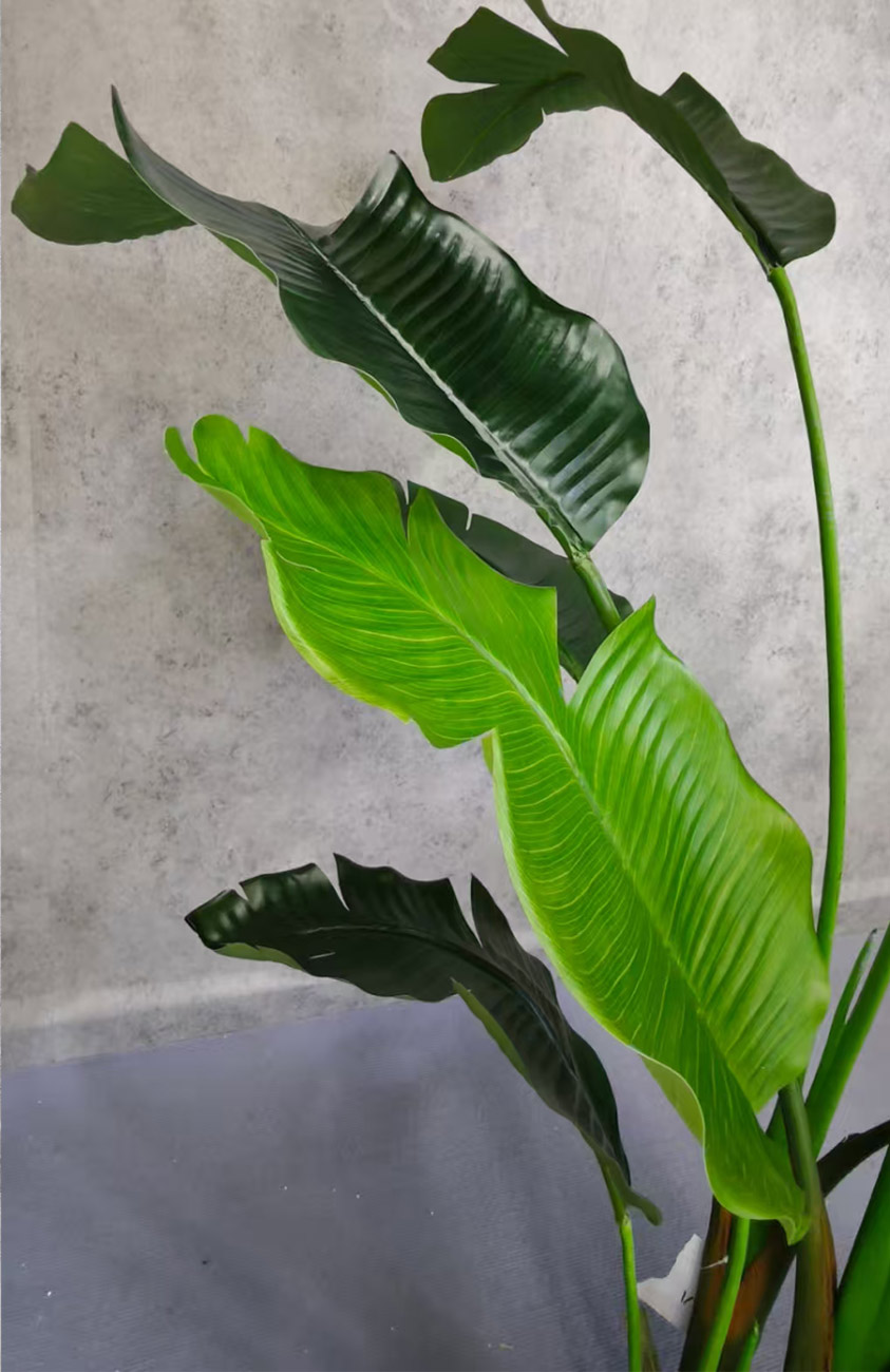 Bird Of Paradise - Image 2