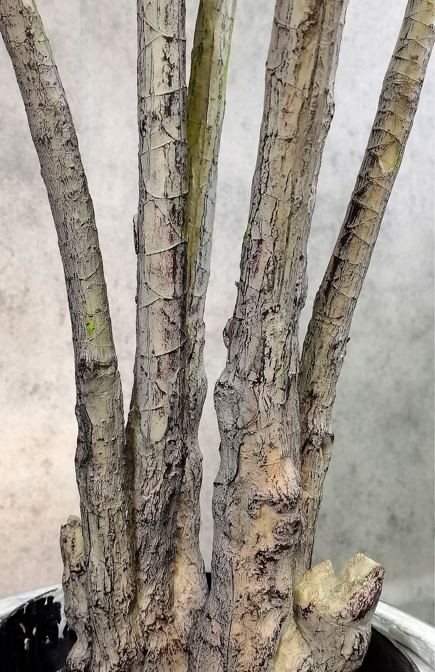 Dracaena Marginata - Image 3