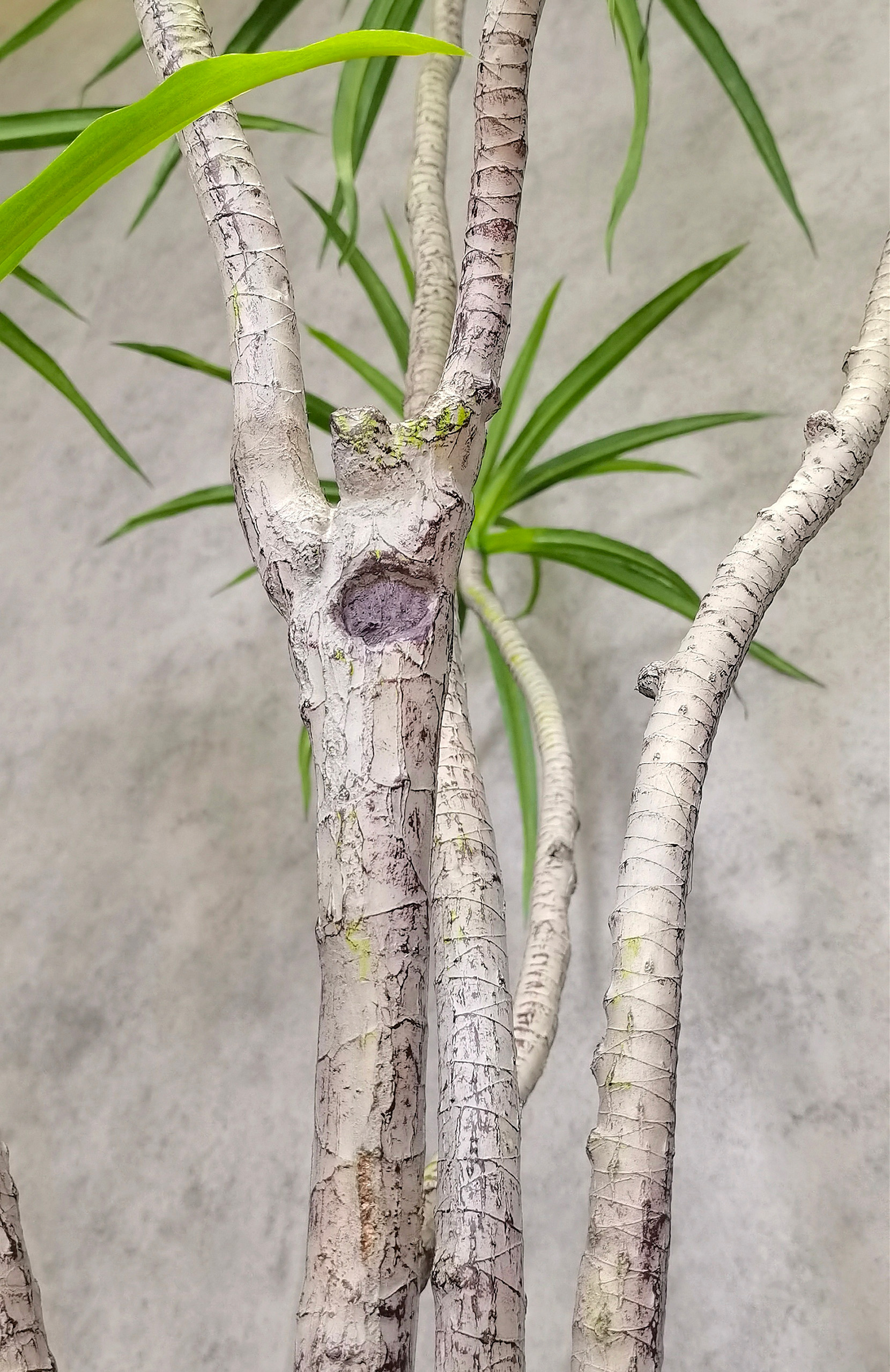 Dracaena Marginata - Image 2