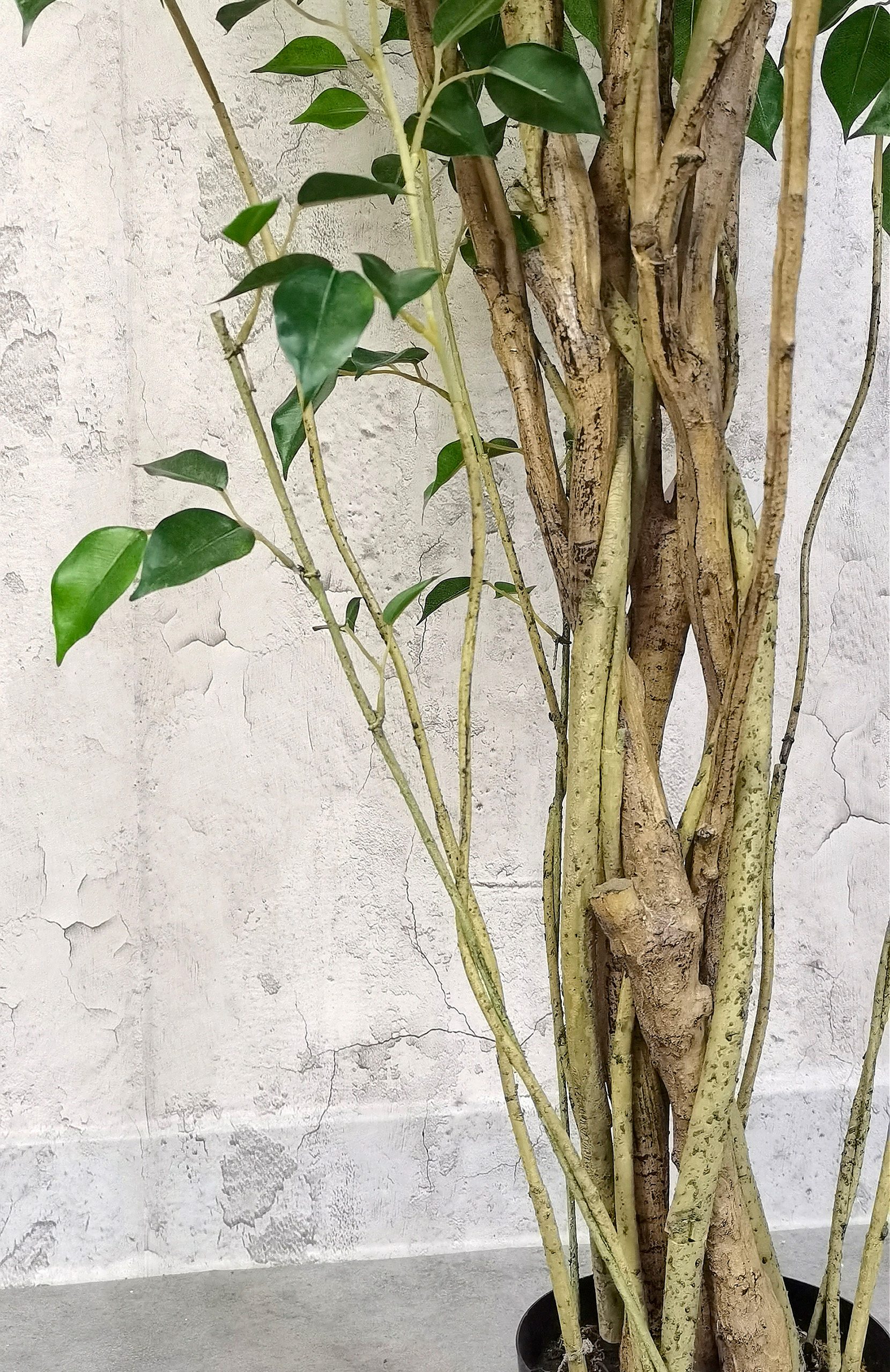 Ficus Tree - Image 2