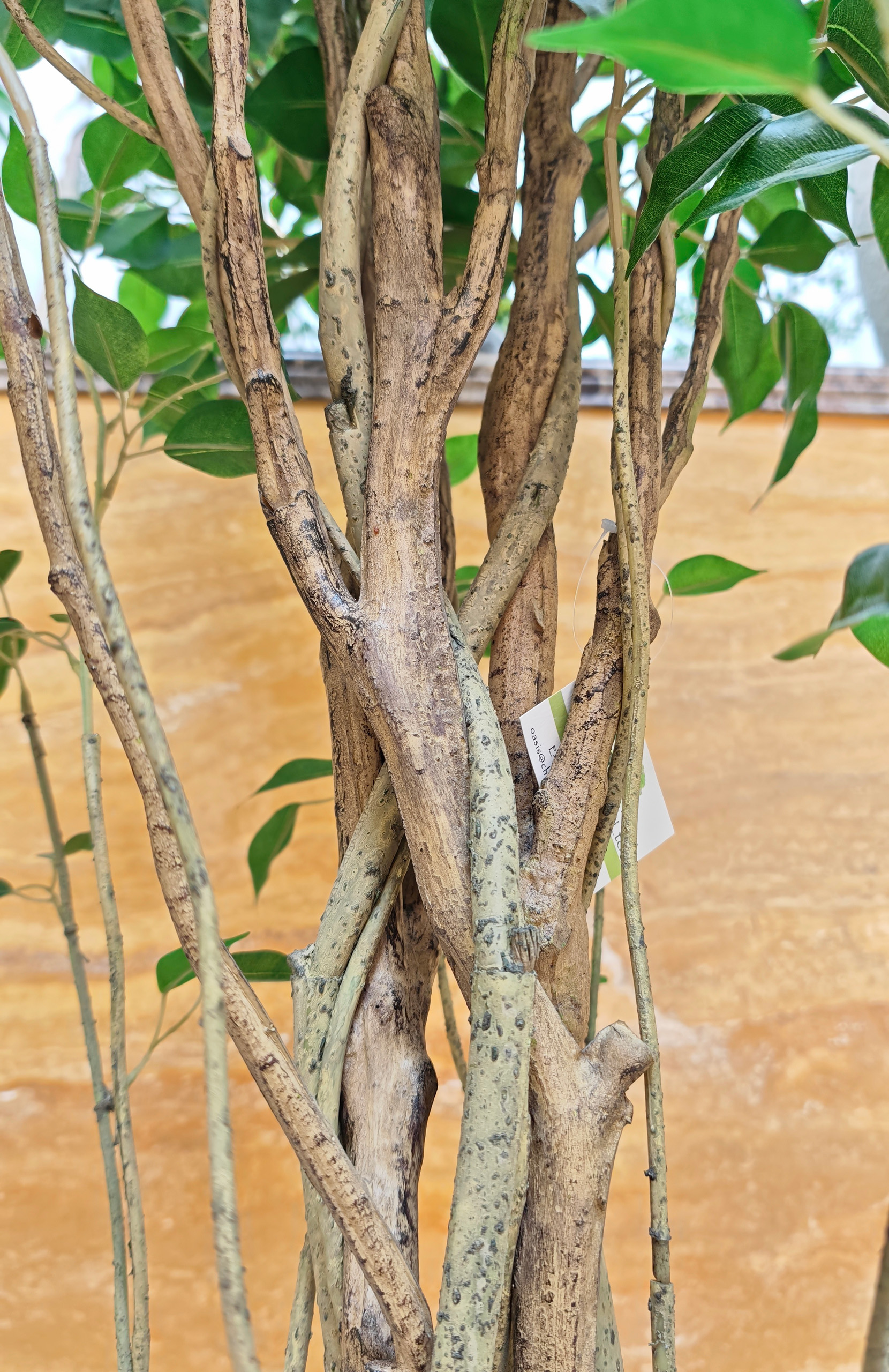 Ficus Tree - Image 3