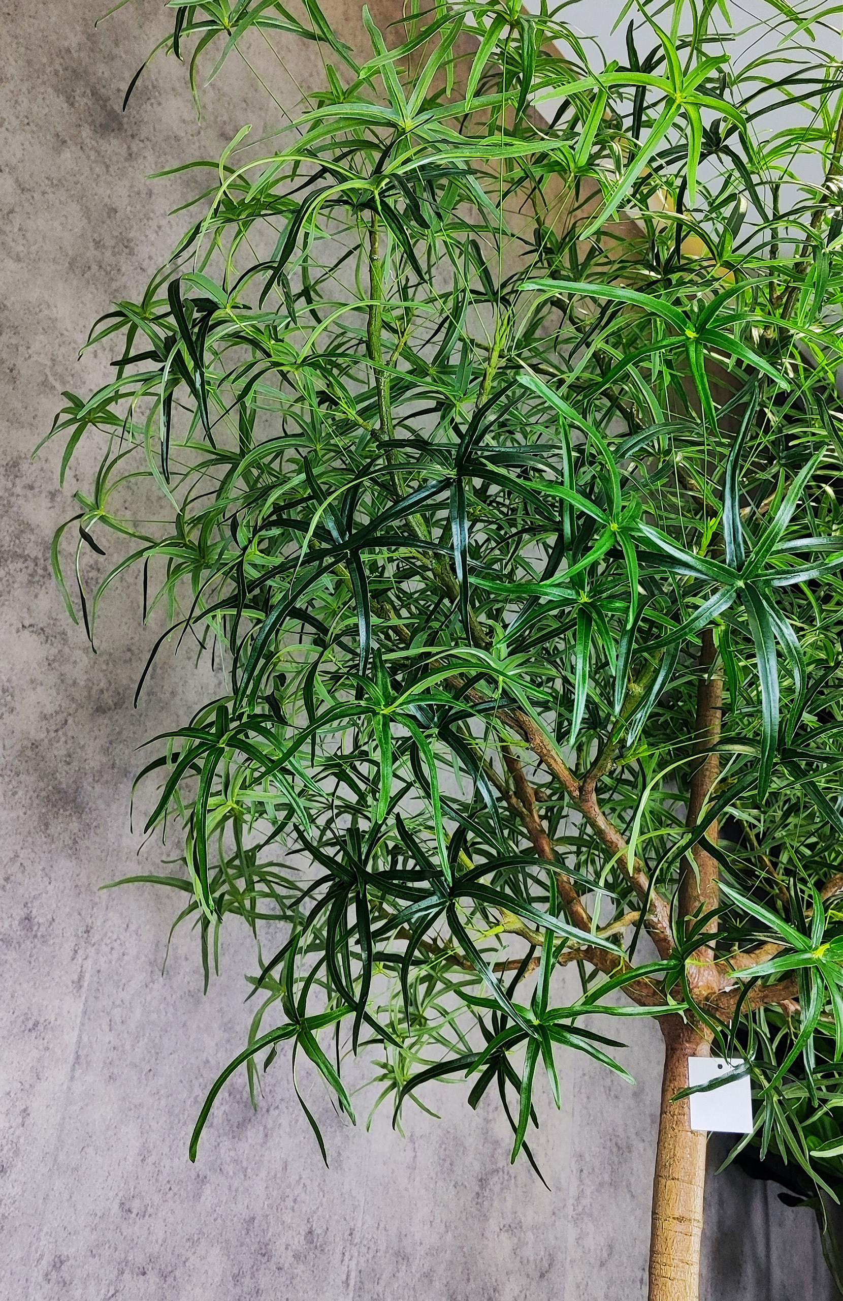 Queensland Bottle - Image 3