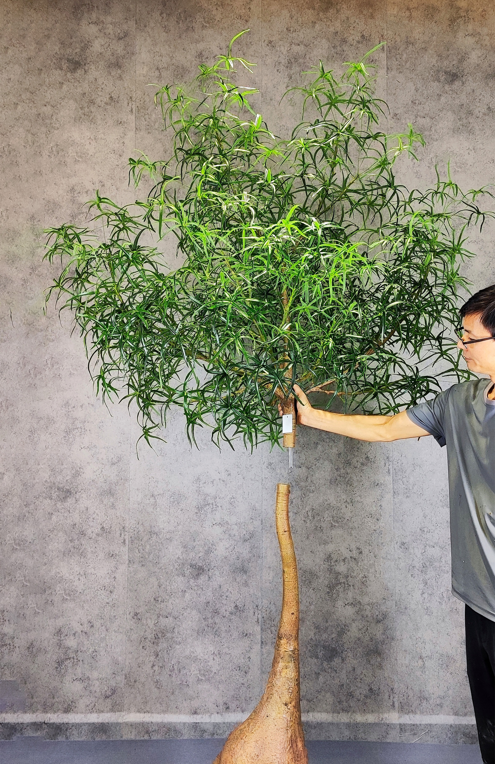 Queensland Bottle - Image 4